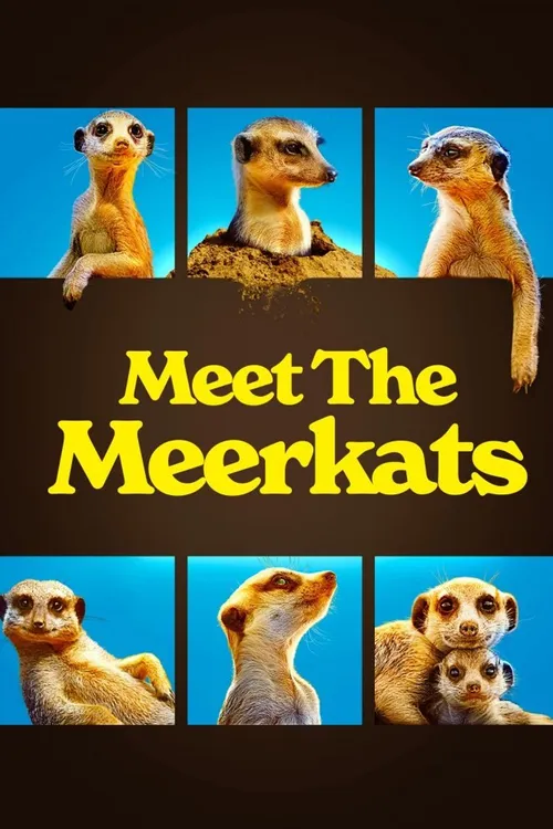 Meet the Meerkats